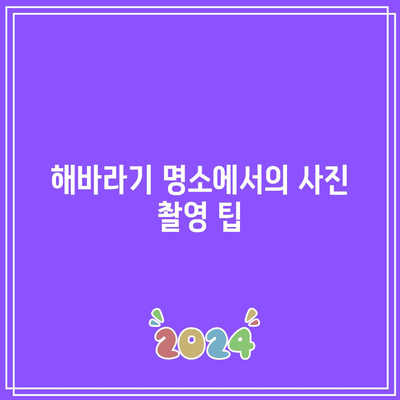 호로고루 해바라기 명소 연천 가볼 만한 가을 여행지