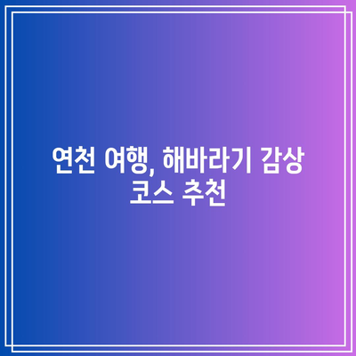 연천에서 만날 수 있는 황금빛 해바라기