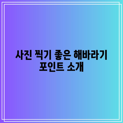 경기도 가을 여행: 호로고루 해바라기 명소