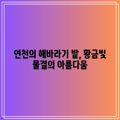 연천에서 만날 수 있는 황금빛 해바라기