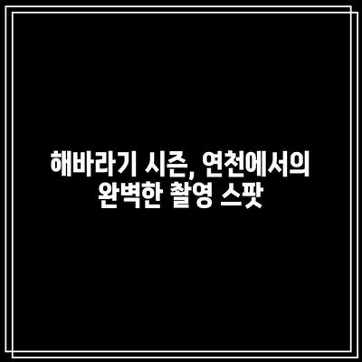 연천에서 만날 수 있는 황금빛 해바라기